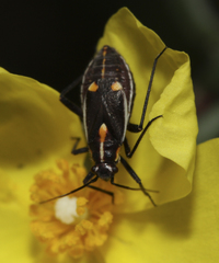 Capsodes sulcatus