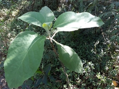 Magnoliopsida