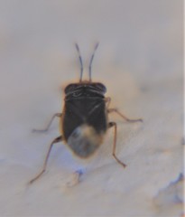Geocoris scudderi