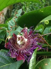 Passiflora quadrangularis