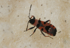 Horvathiolus guttatus