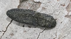 Lacon punctatus