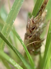 Carex umbellata