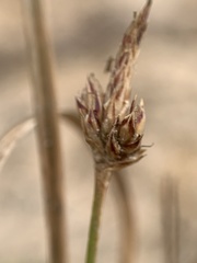 Carex umbellata
