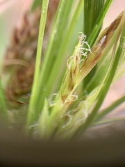 Carex umbellata
