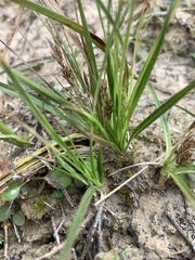 Carex umbellata