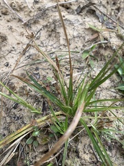 Carex umbellata