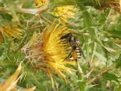 Megachile melanopyga