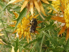 Megachile melanopyga