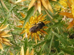 Megachile melanopyga