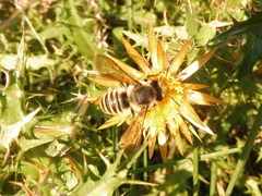 Megachile melanopyga