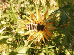 Megachile melanopyga