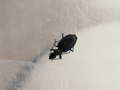 Actenonyx bembidioides