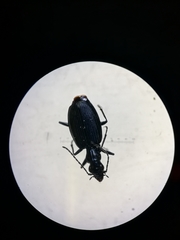 Actenonyx bembidioides