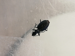 Actenonyx bembidioides