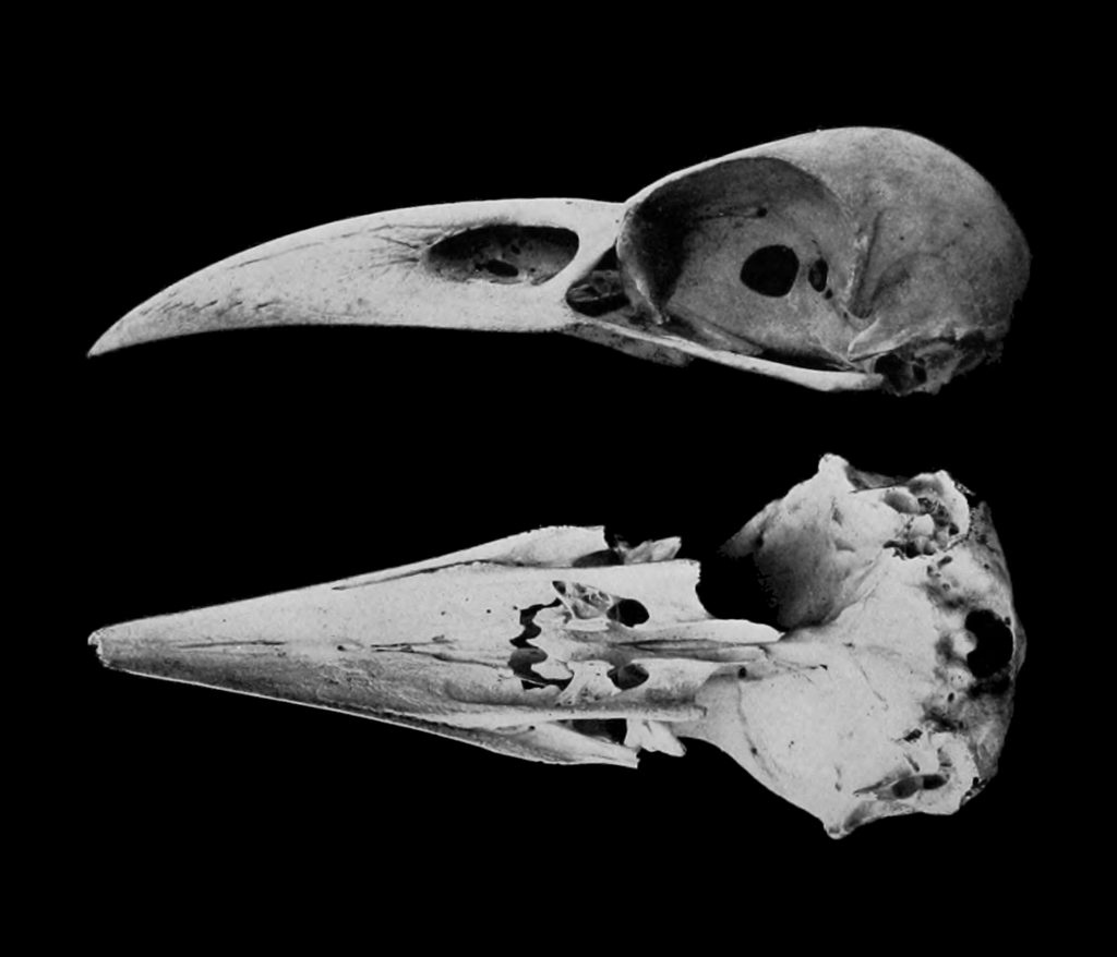 Chatham Raven