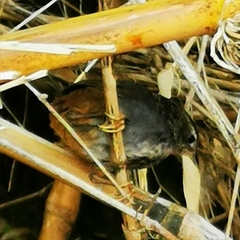 Ochre-Flanked Tapaculo photo 5