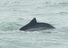 Delphininae