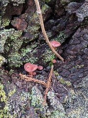 Tubaria vinicolor