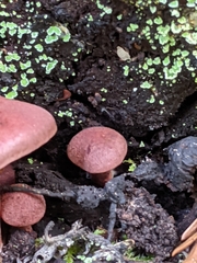 Tubaria vinicolor