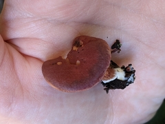 Tubaria vinicolor