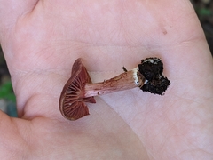 Tubaria vinicolor