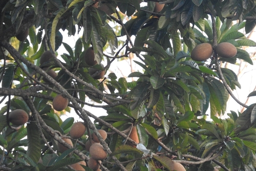 Pouteria sapota