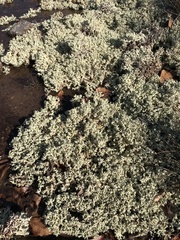 Cladonia caroliniana