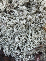 Cladonia caroliniana