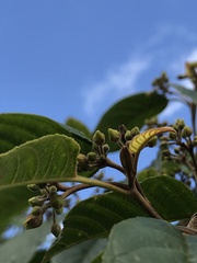 Frangula sphaerosperma
