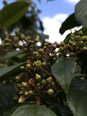 Frangula sphaerosperma