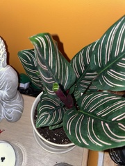 Goeppertia sanderiana