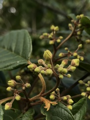 Frangula sphaerosperma