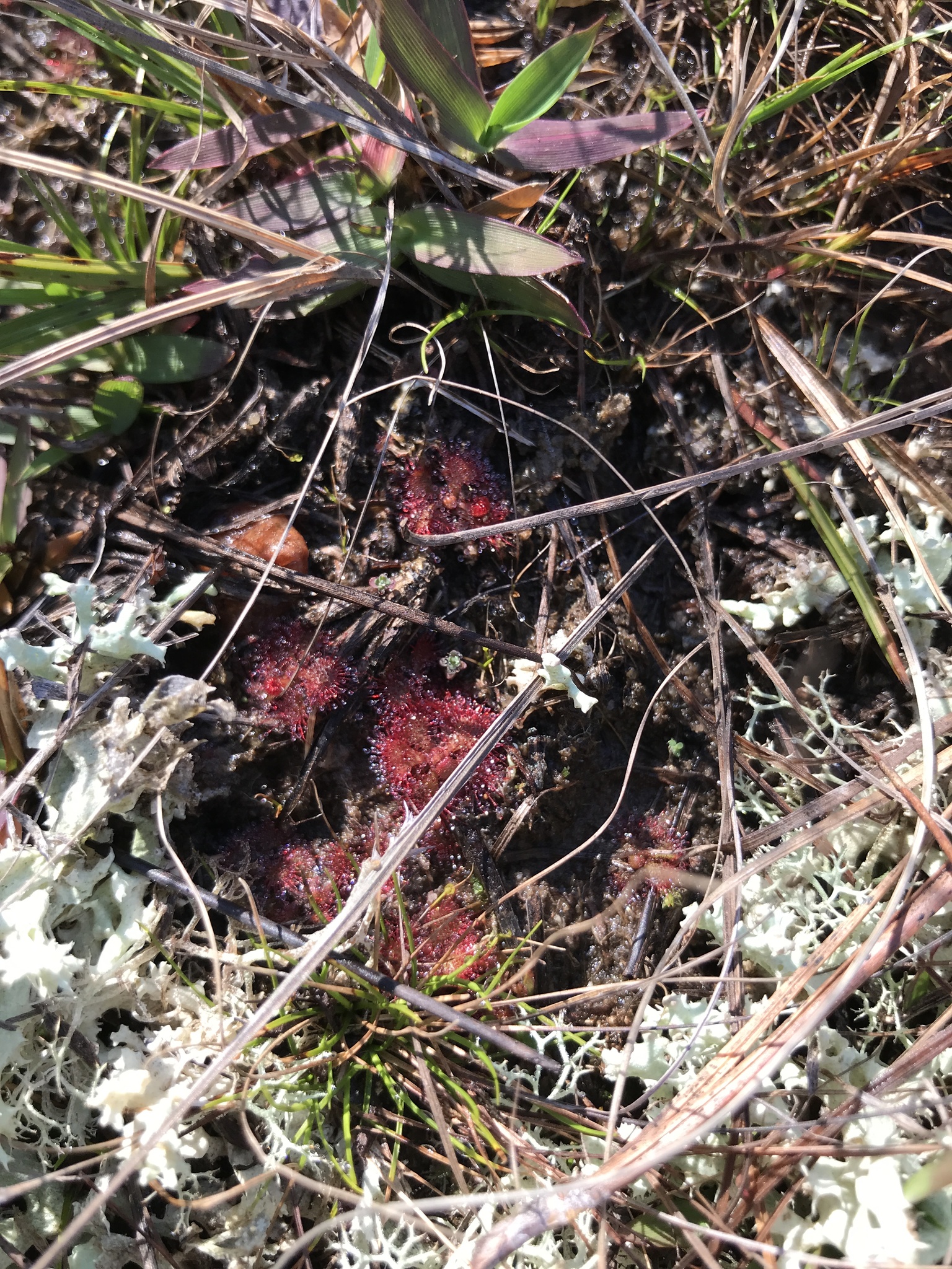 Drosera brevifolia Pursh 3
