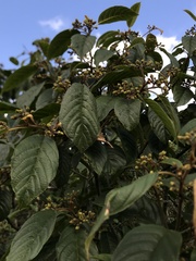 Frangula sphaerosperma