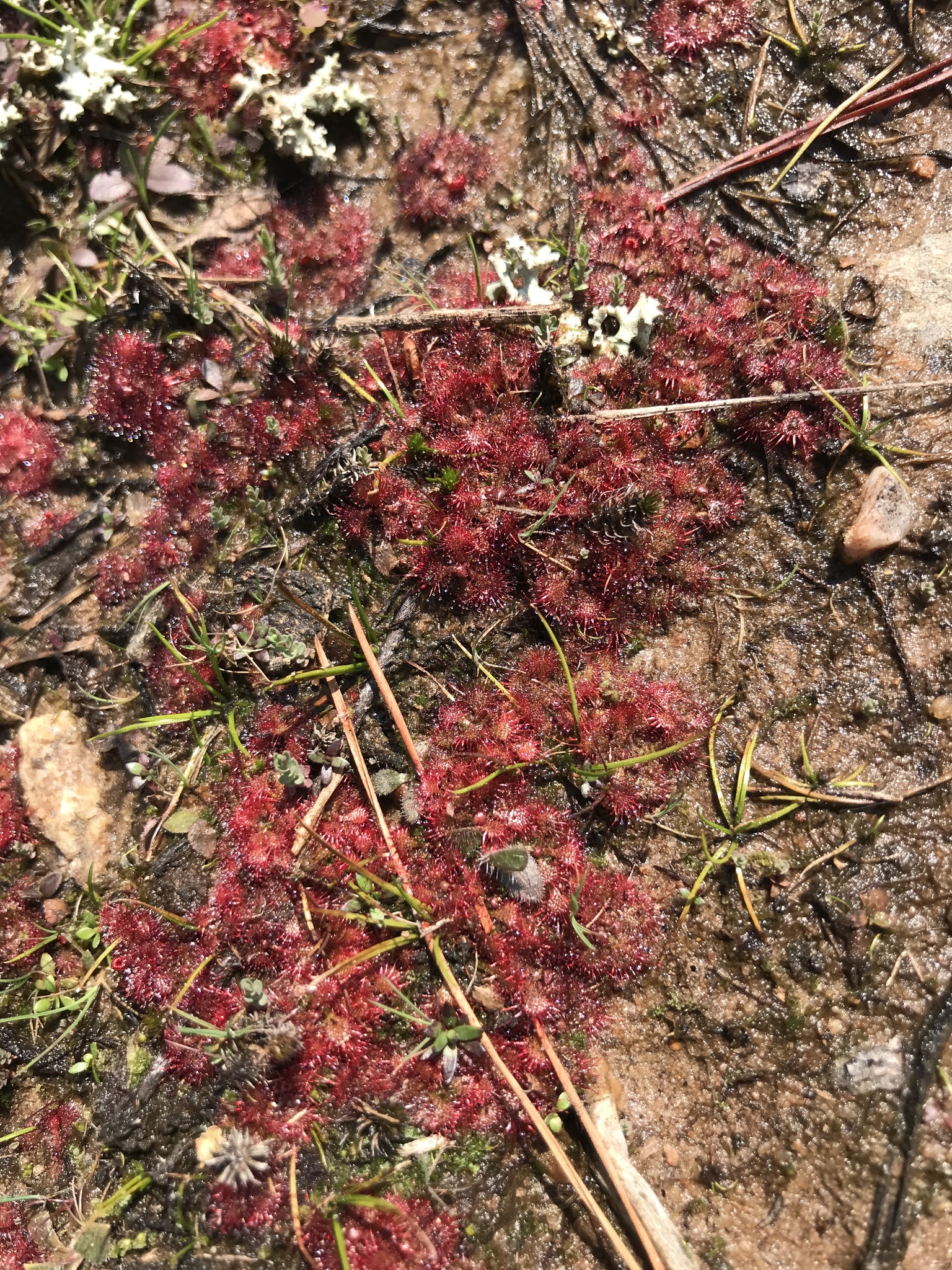 Drosera brevifolia Pursh