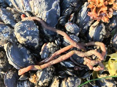 Nemalion elminthoides