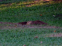 Ctenomys