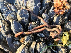 Nemalion elminthoides