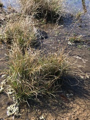Juncus georgianus