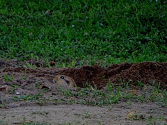 Ctenomys