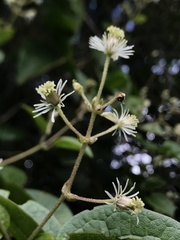 Clematis haenkeana