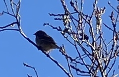 Zonotrichia leucophrys