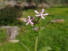 Silene fuscata