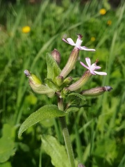 Silene fuscata