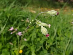 Silene rubella