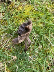 Nolanea edulis concentrica