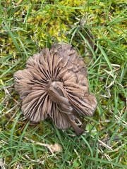 Nolanea edulis concentrica