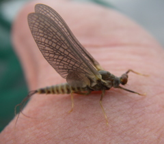 Ephemerellidae