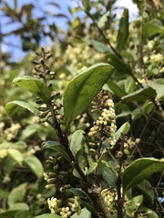 Citharexylum sulcatum